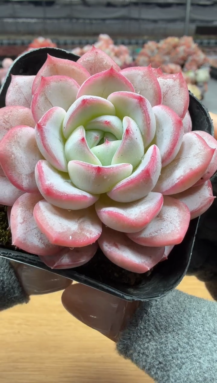 东云多肉园二店-05