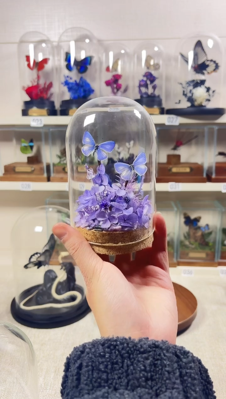 大自然真实蝴蝶标本