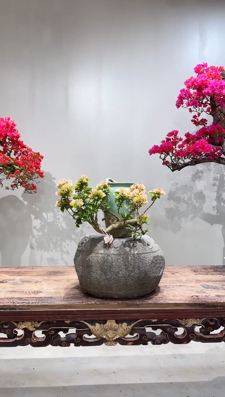 【闪购商品】盆景塔黄