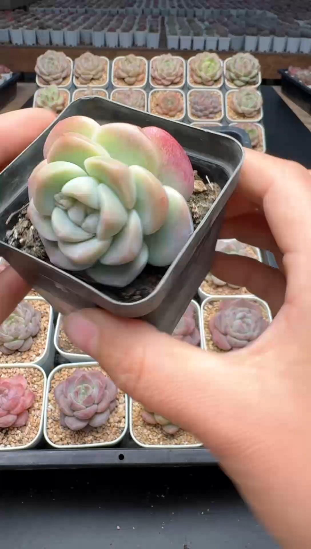 【闪购商品】115号一物一拍珍妮多肉花卉植物3颗起发