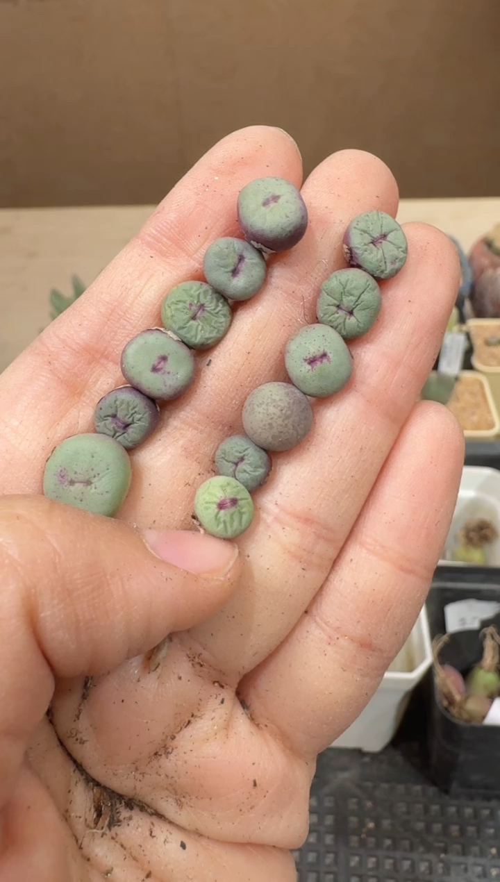 30-36多肉植物肉锥一颗