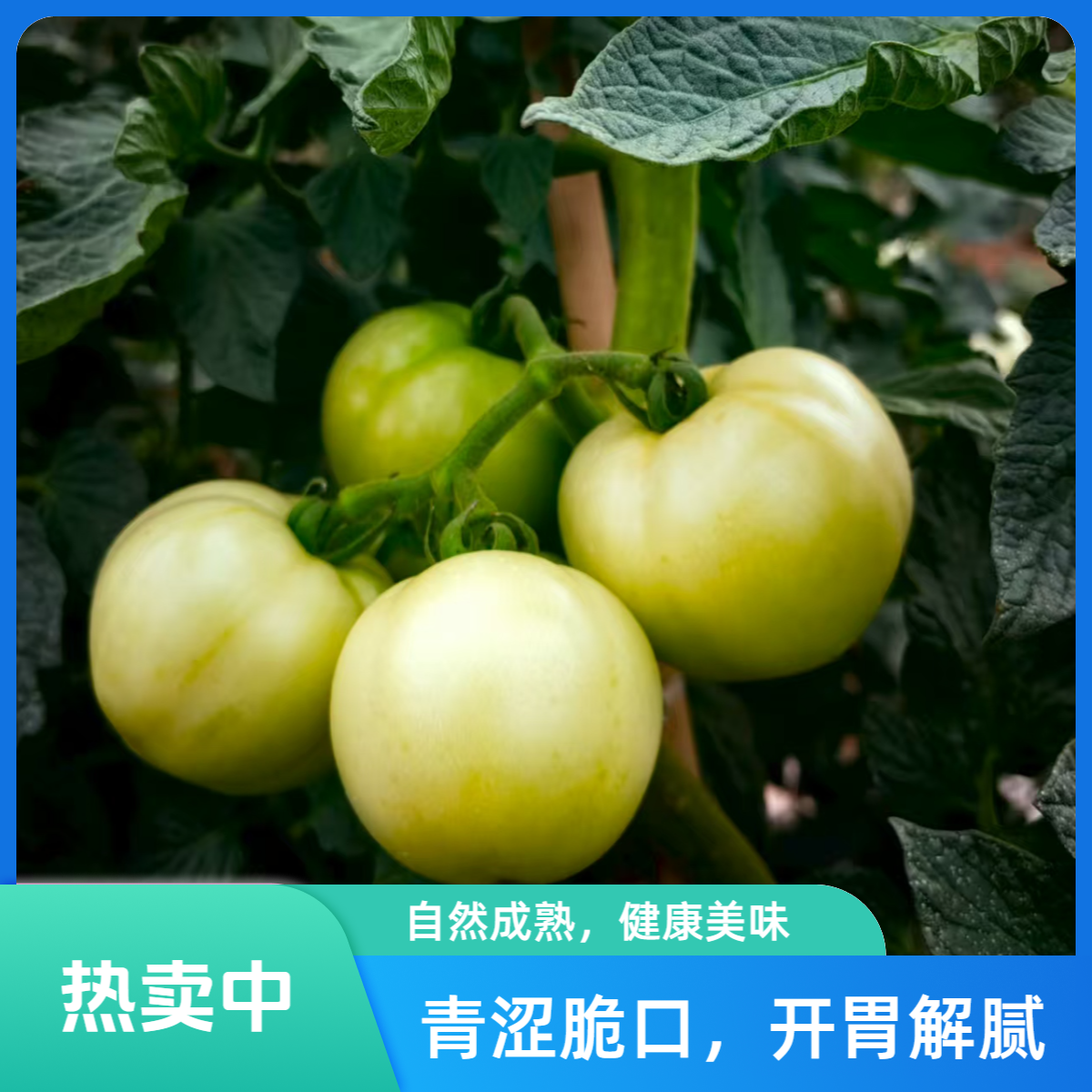 现摘新鲜青番茄：带青涩口感，酸甜开胃解腻、爆炒,锁鲜保留天然风味