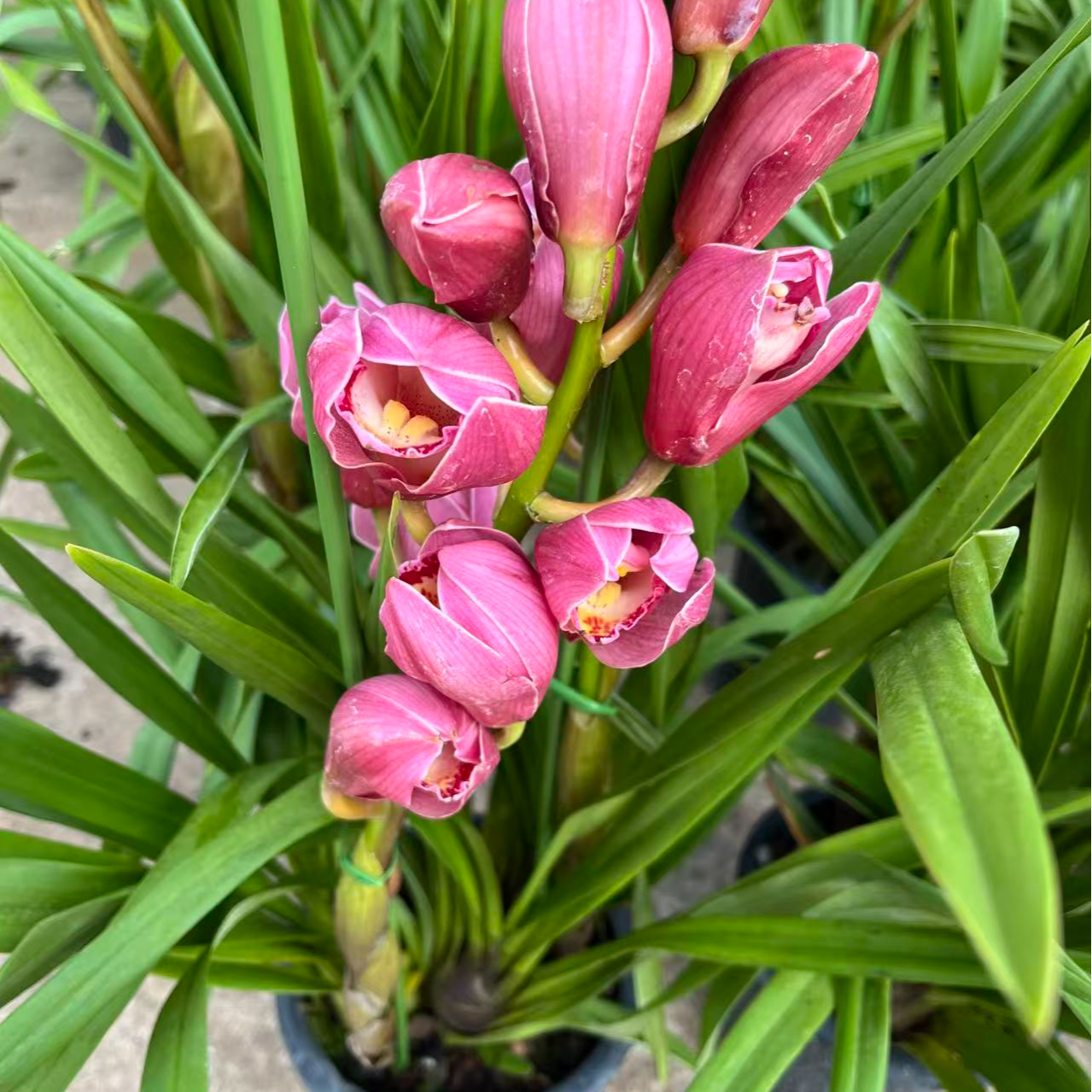 【英雄】粉色惠兰兰花