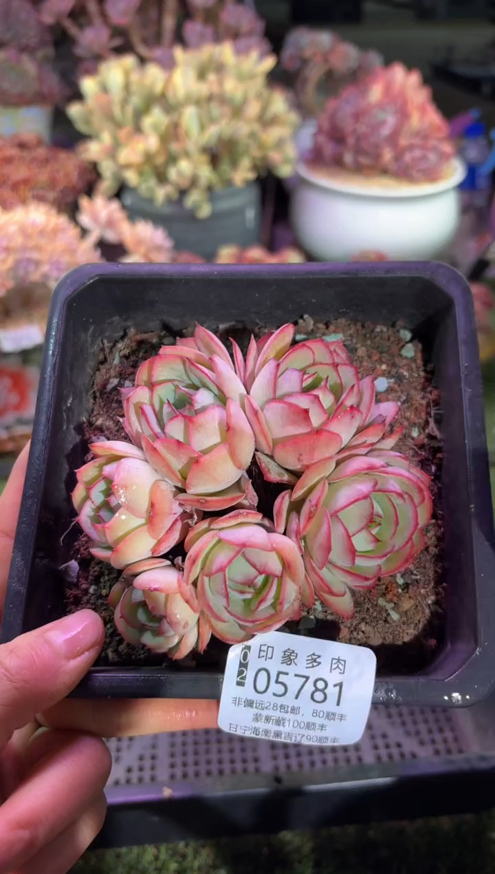 【闪购商品】05781