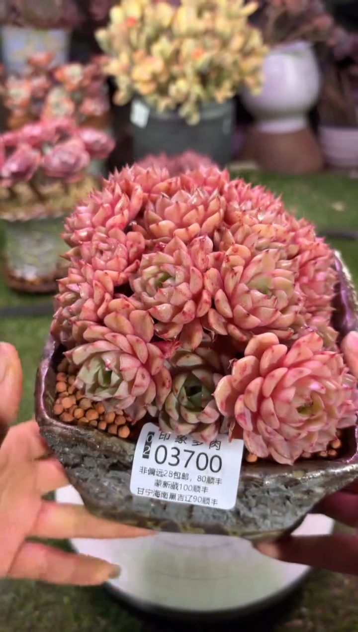 【闪购商品】03700