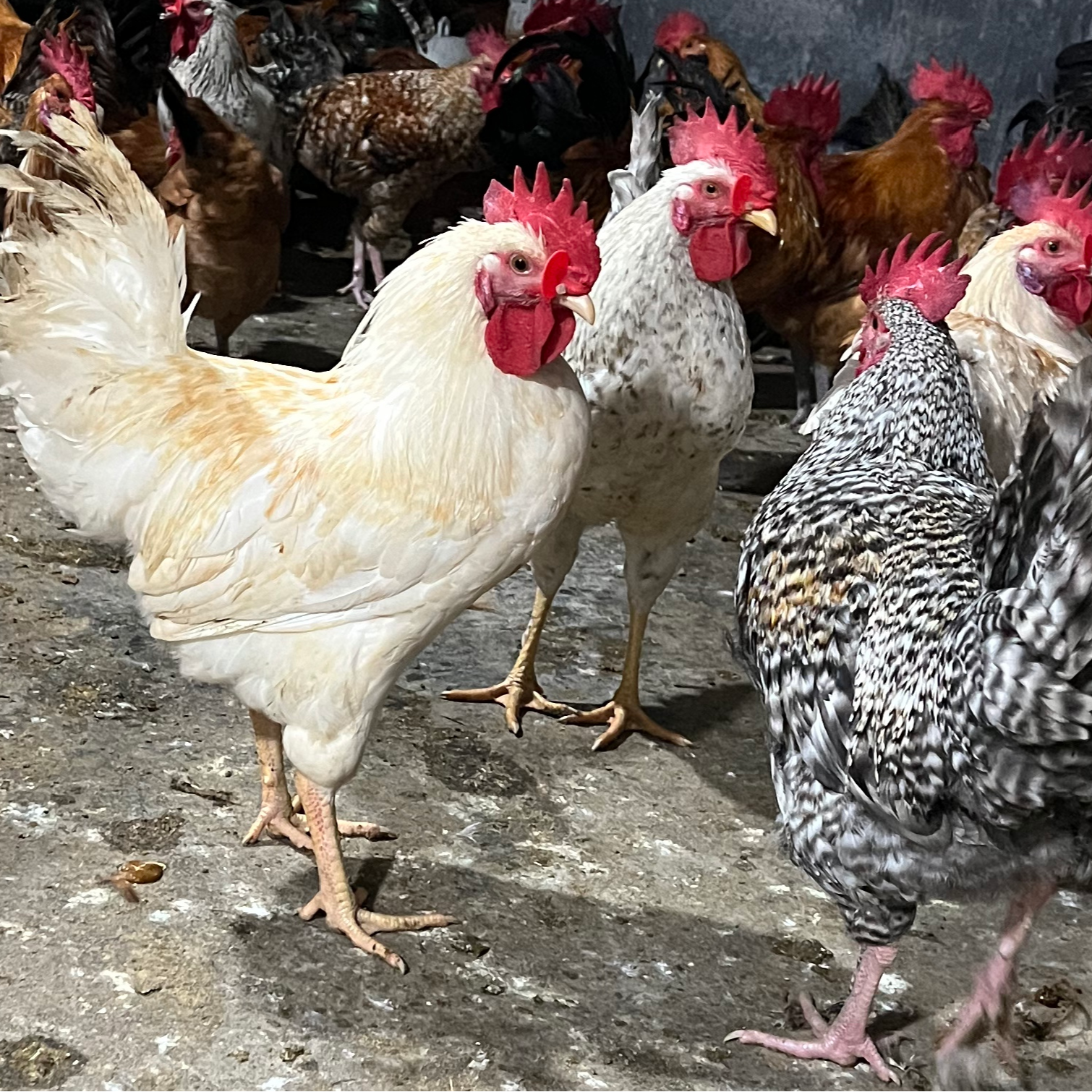 散养芦花鸡（花柴鸡），6个月以上，2只（6-7斤），宰杀好（5.5-6.5斤）