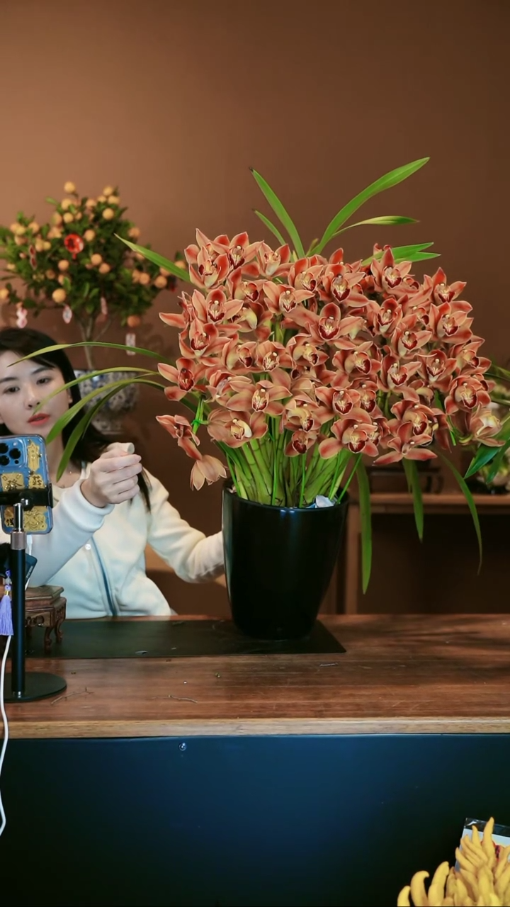 【闪购商品】盆景麒麟 礼盒