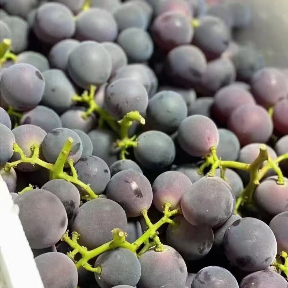 【老王自营】巨峰葡萄 净重3斤 冷藏储存