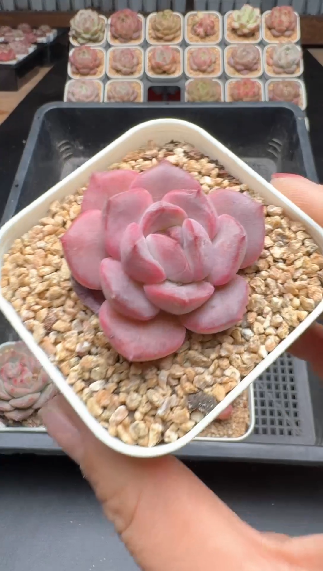 【闪购商品】094A号一物一拍多肉花卉植物拍3颗起发