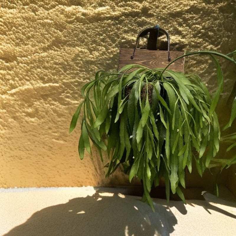 【昙花】红叶丝苇仙人掌