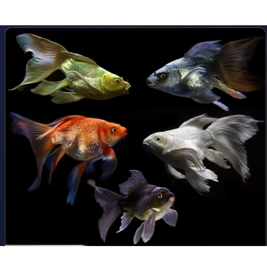 精品蝴蝶鲤直播间改价链接冷水鱼淡水鱼广温鱼好养活