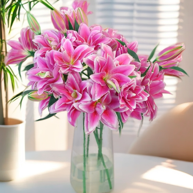 云南木木花西亚拉香水百合百合花浓香鲜花插花水养