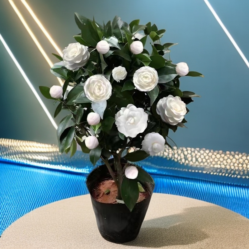 白山茶美人片纯白色名贵稀有品种东方亮庭院客厅阳台耐寒好养