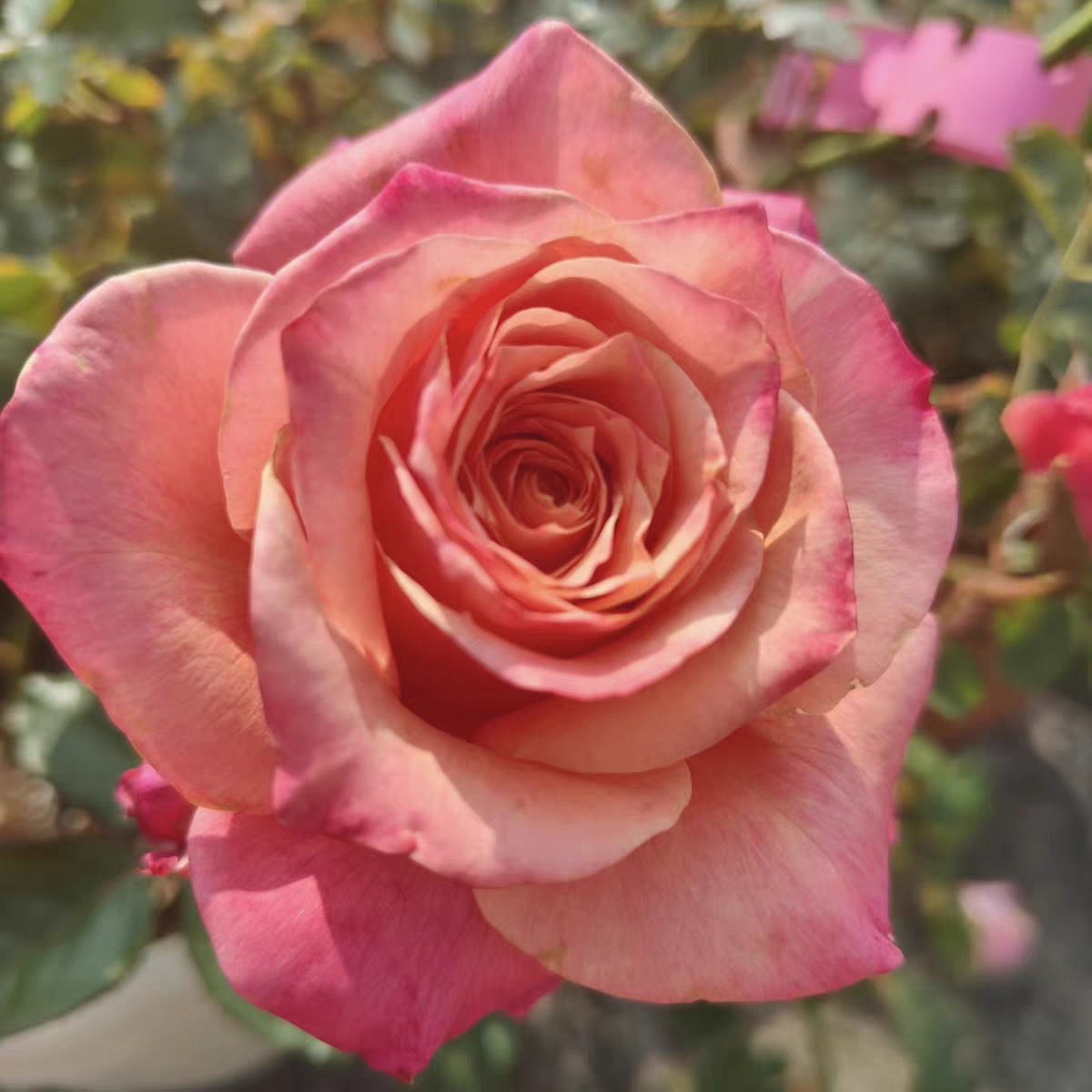 【悠悠】三棵包邮牙签小苗月季大花浓香庭院阳台盆栽四季开花