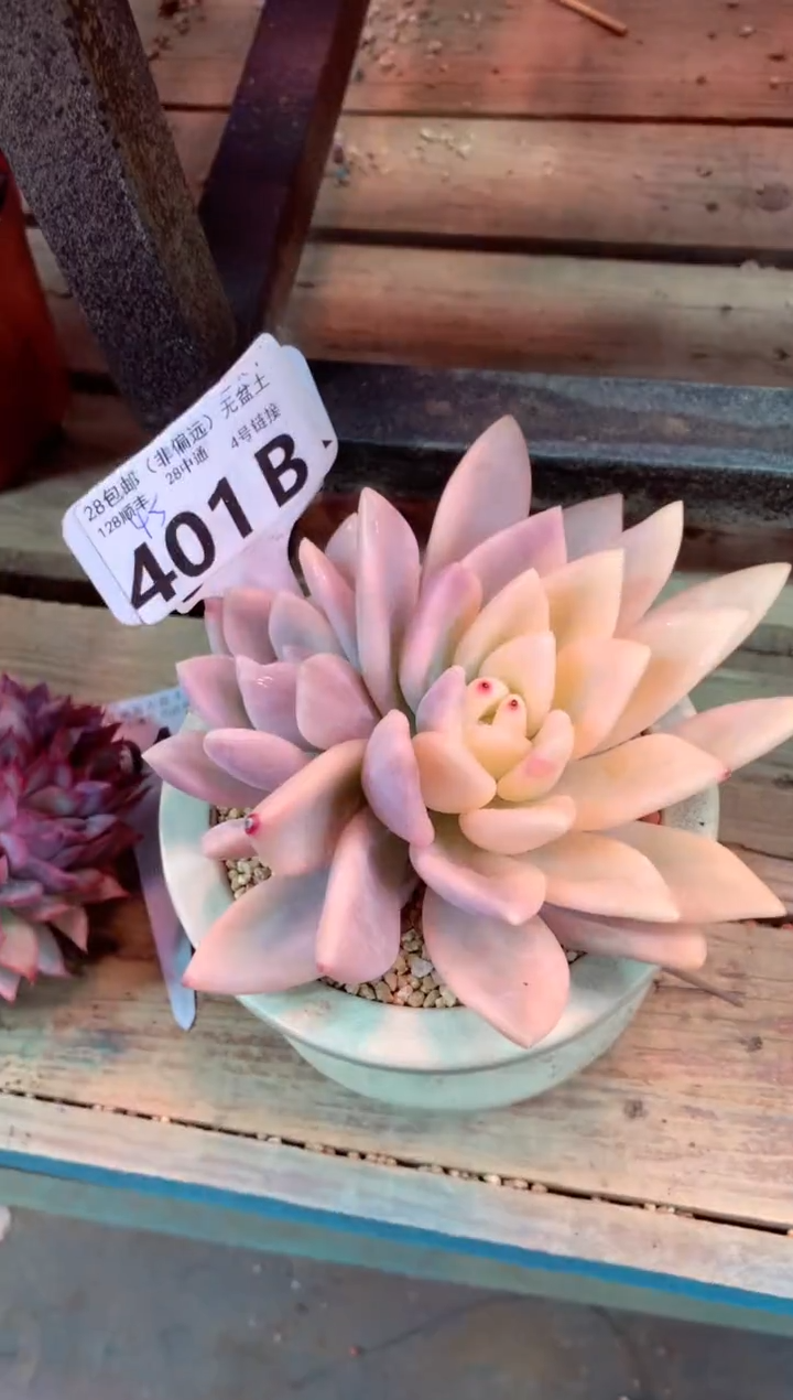 401B（一物一拍，精品多肉，w所见即所得 ）