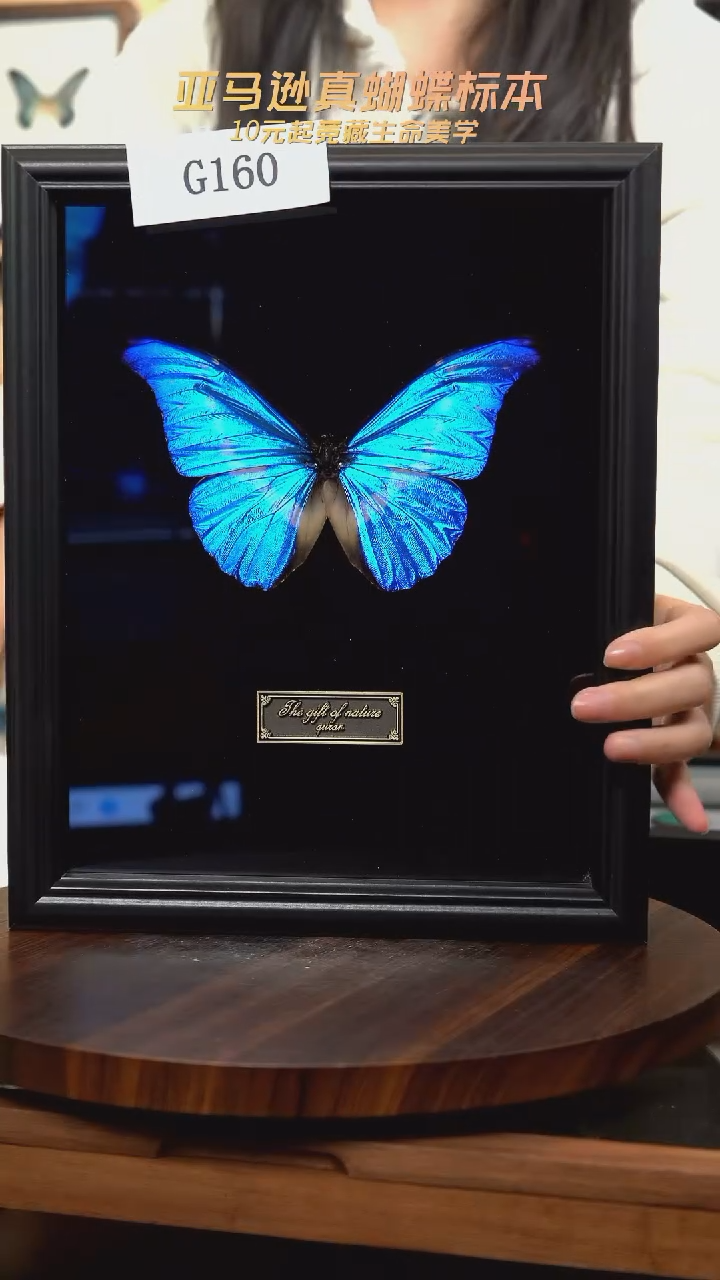 光明女神闪蝶标本g160