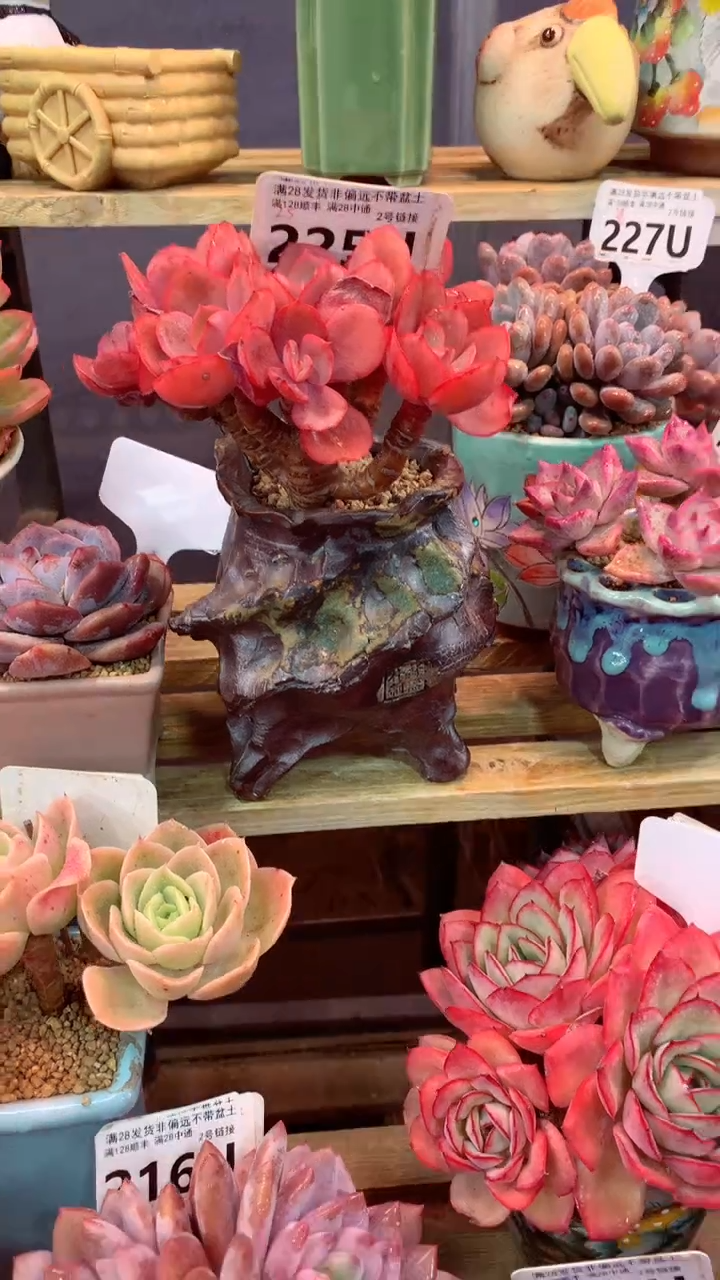 225 U（一物一拍，精品多肉，w所见即所得 ）