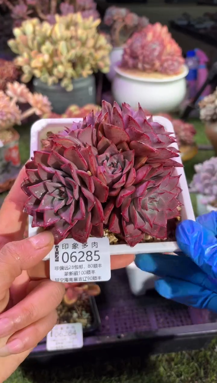 【闪购商品】06285