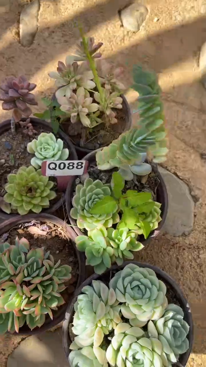Q088多肉组合默认脱土发货
