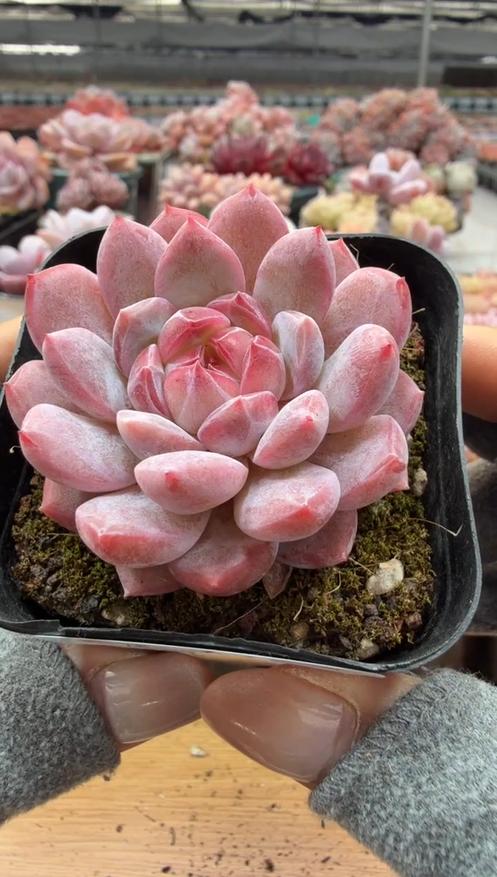 东云多肉园二店-43