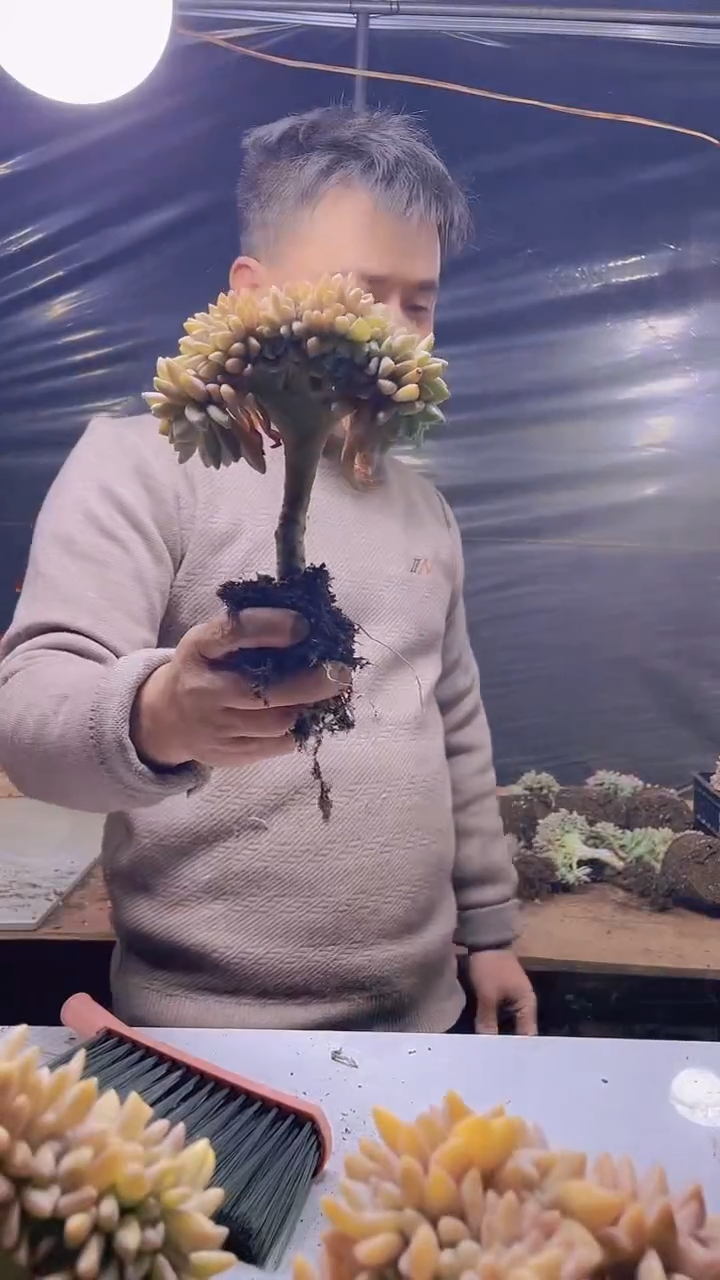 【闪购商品】缀化357