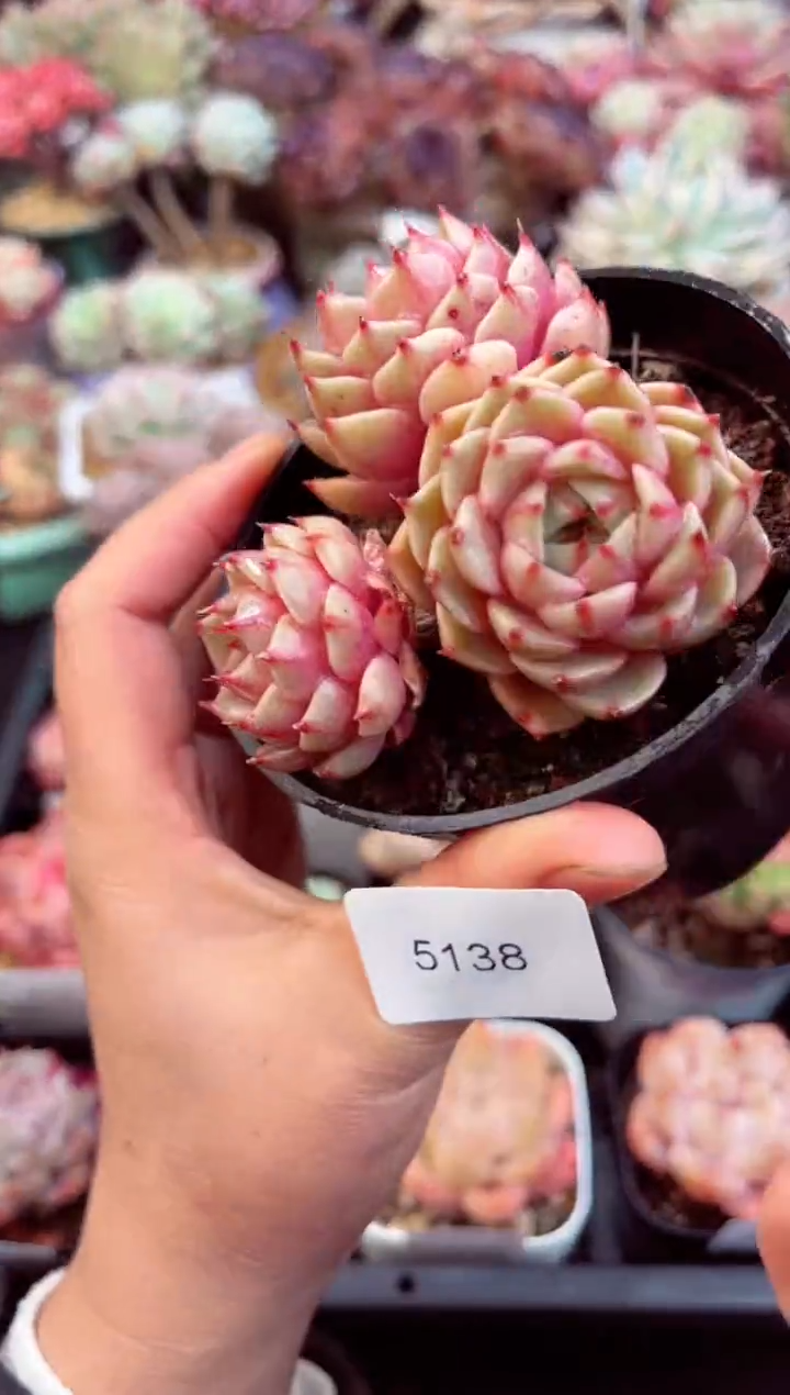 【闪购商品】5138三头苯巴迪斯多肉