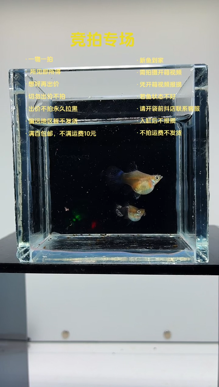 孔雀鱼琥珀星球一对-89
