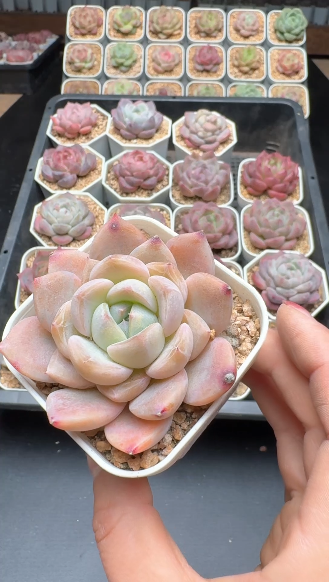 【闪购商品】568号 珍妮杂交多肉 花卉植物