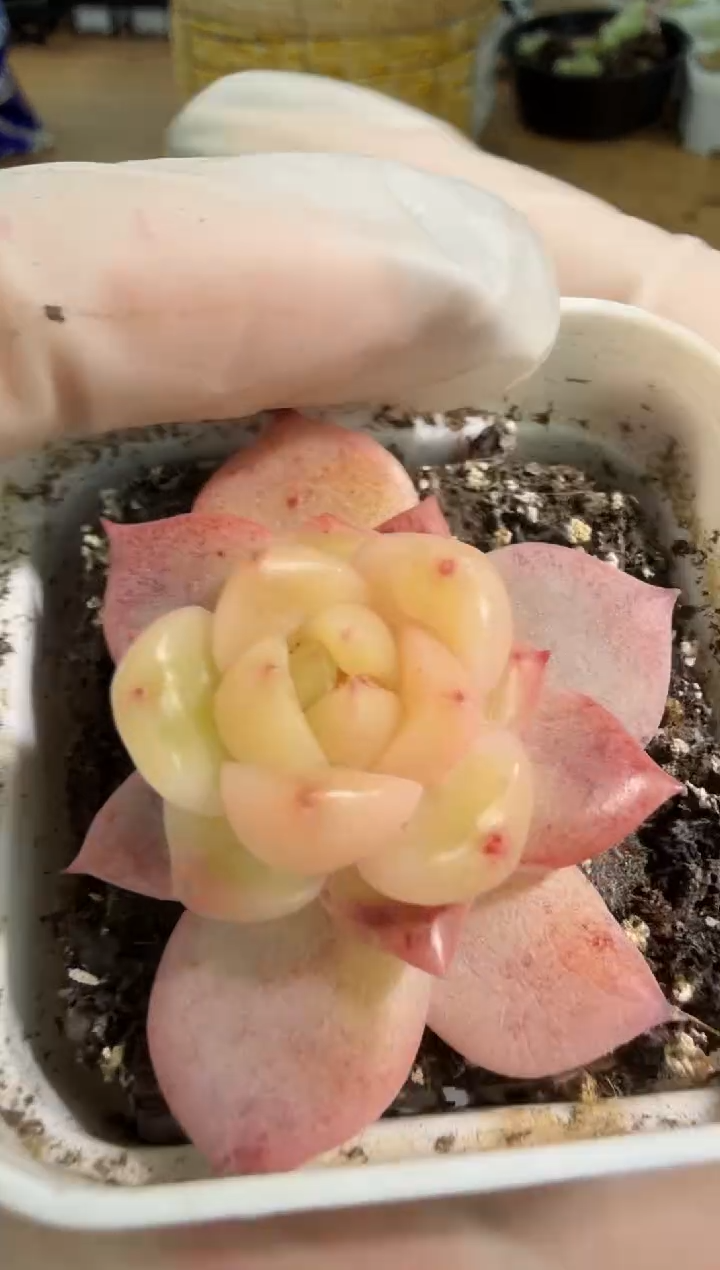 T10 五方一盆 单双混 量拍混发