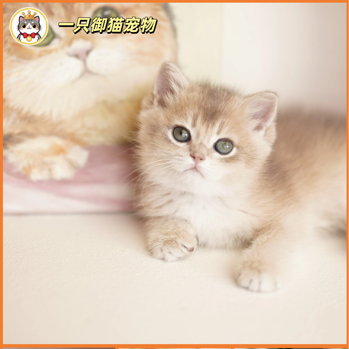 【一只御猫】清笼价英短系列1299三选一