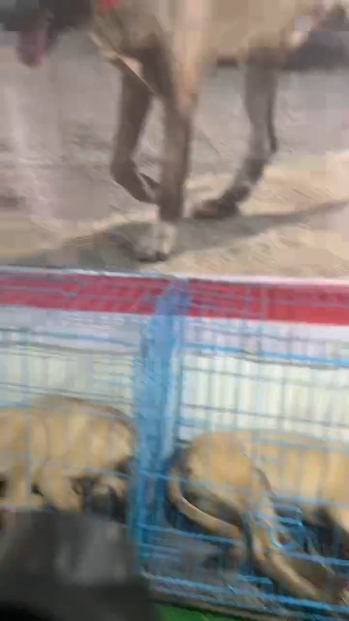定金。。。。。。。。。。。。