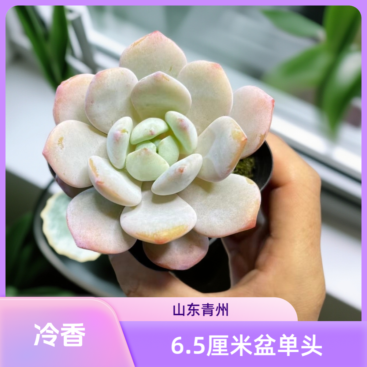 冷香6.5厘米盆老桩多肉