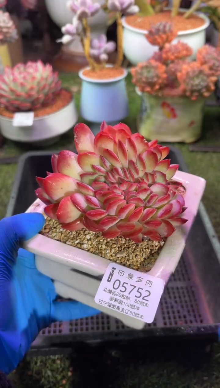 【闪购商品】05752