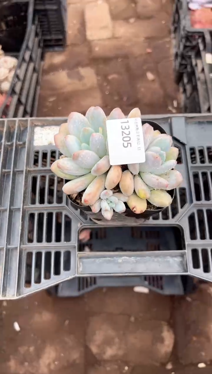 小*球多肉植物一物一拍13205