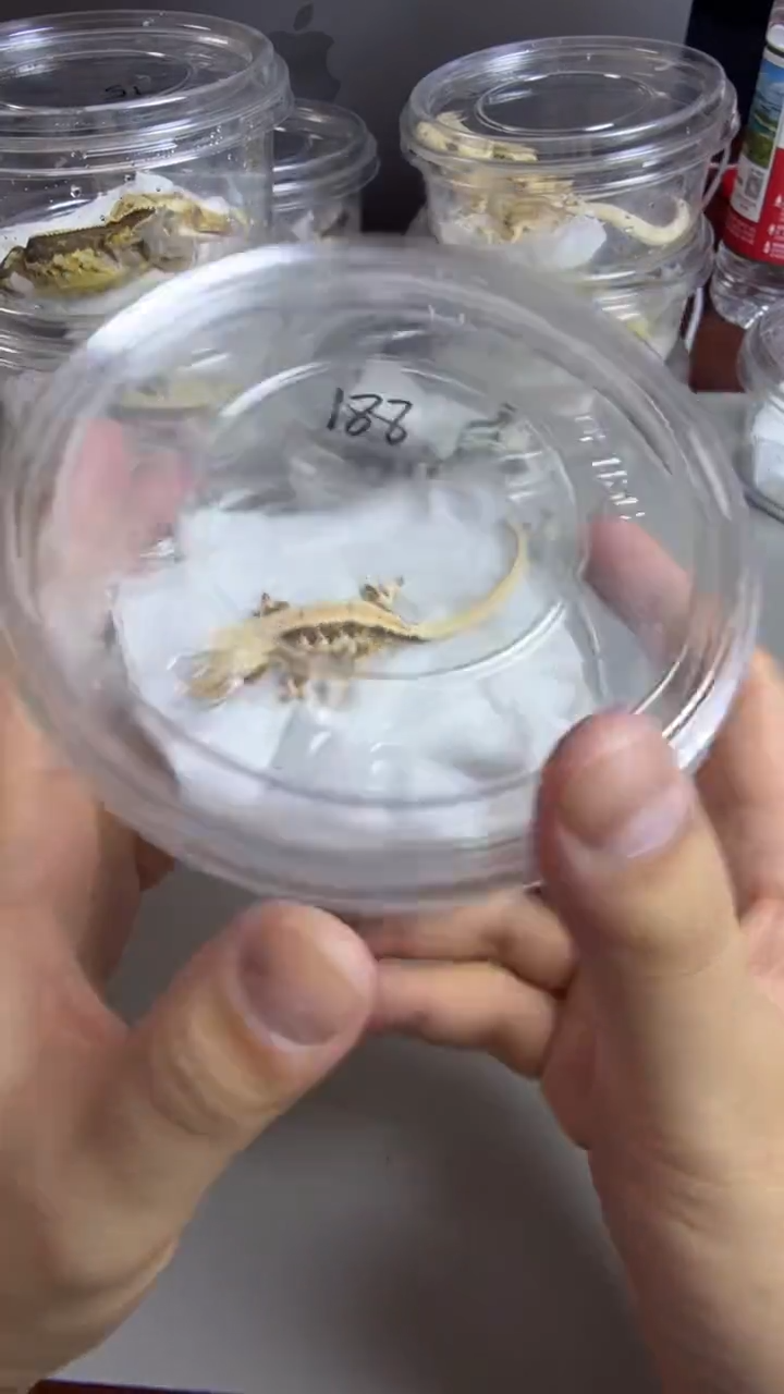 睫角守宫捷角守宫莉莉白