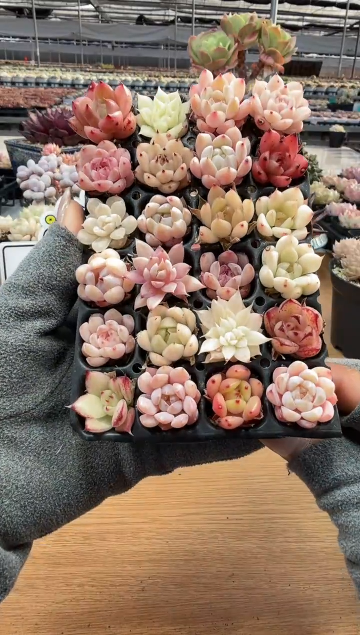 东云多肉园二店-197