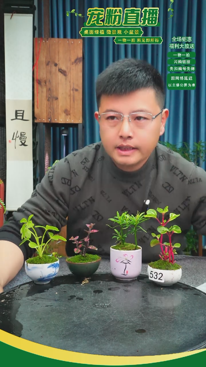 无花朵古**颜苔藓微景观532号