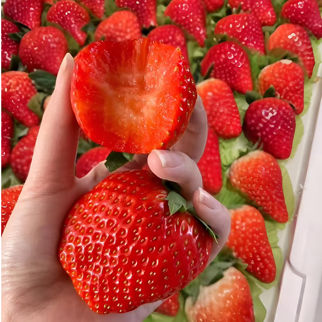 弘阳【顺丰】四川大凉山露天草莓新鲜现摘奶油孕妇甜水果非丹东九九