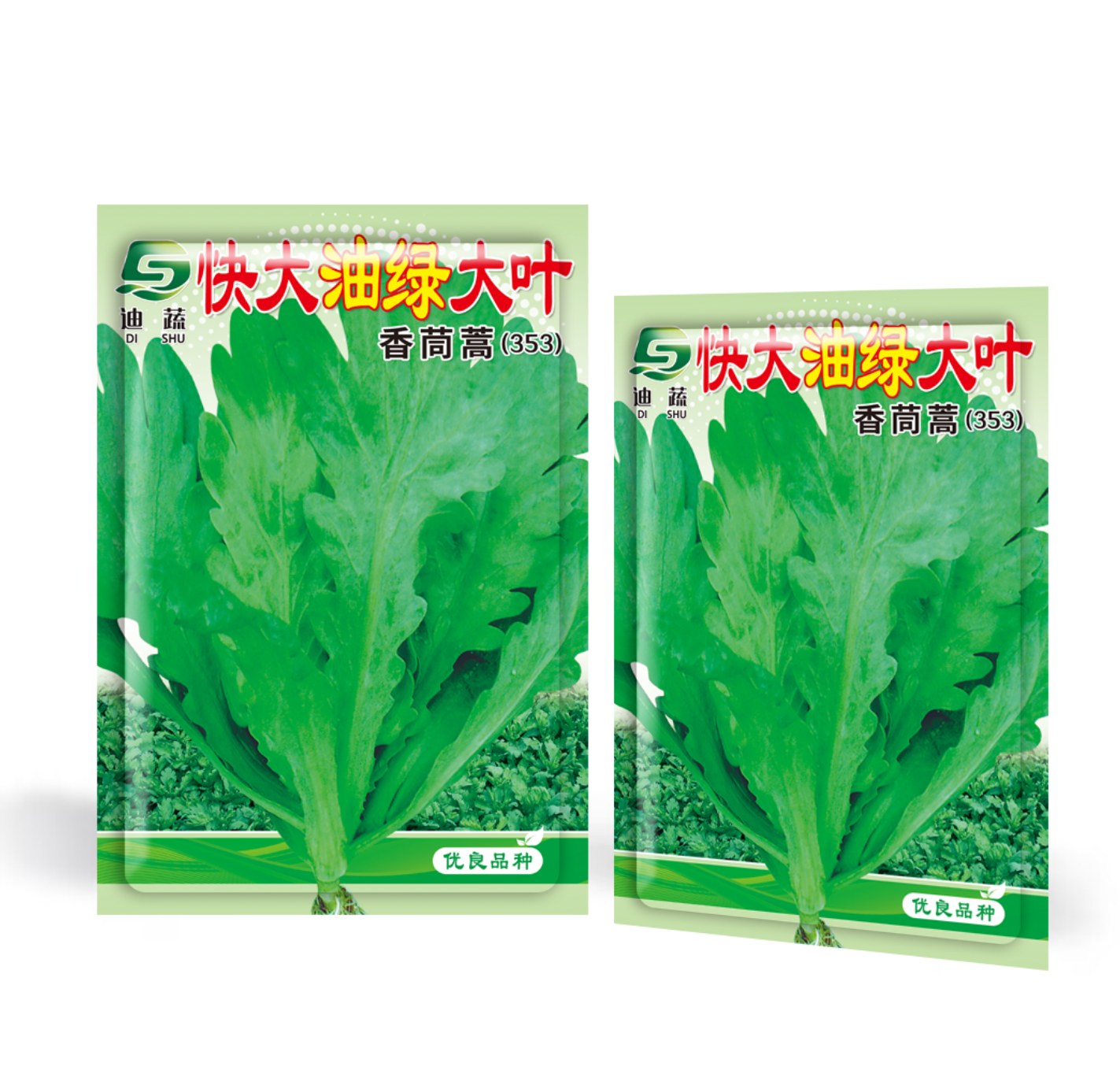 快大油绿大叶香茼蒿种子抗热耐寒生长快茼蒿种子适合阳台庭院种植
