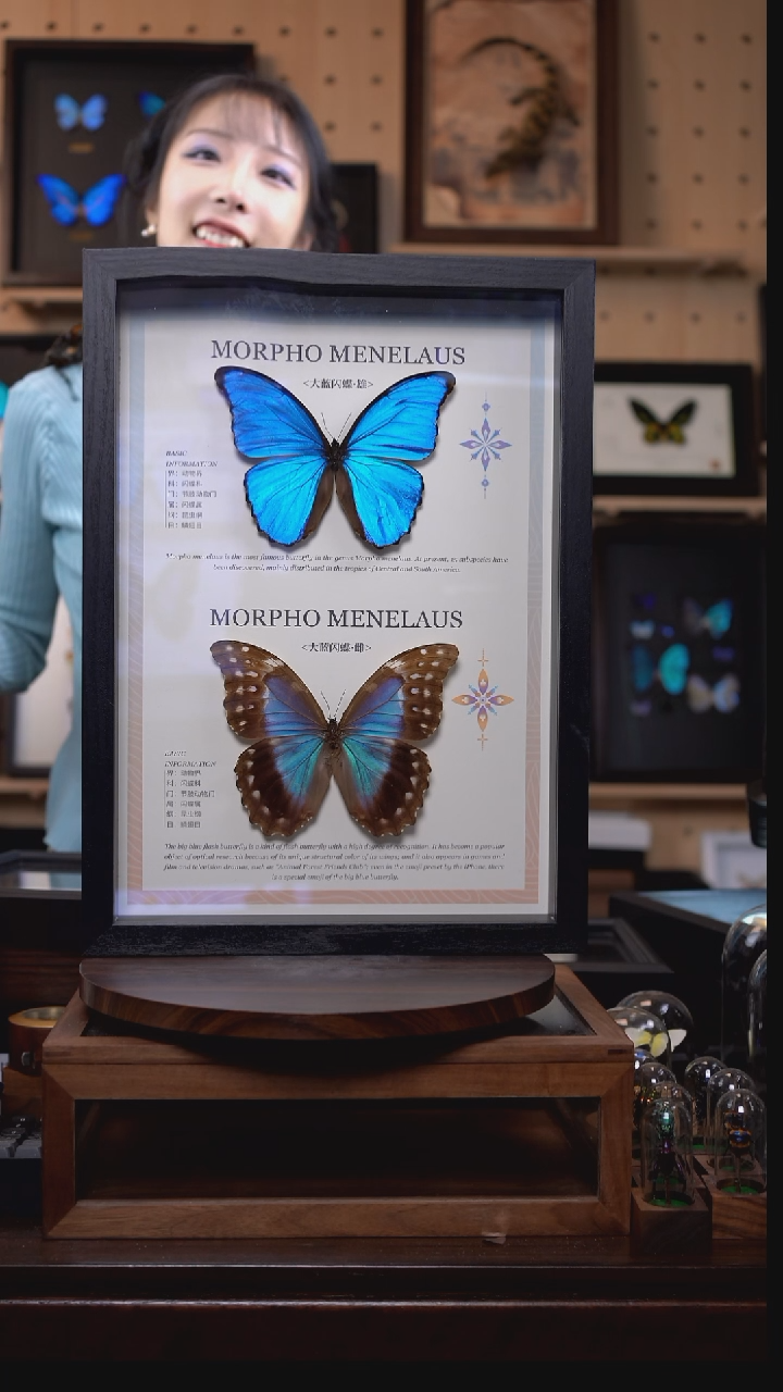 蝴蝶标本摆件竞拍m237