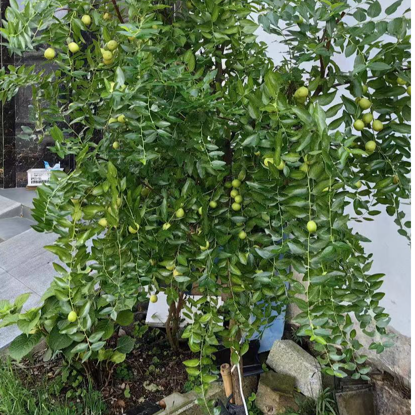 特大枣树活苗嫁接冰糖脆枣沾化冬枣南北方种植抗寒耐高温盆栽地栽