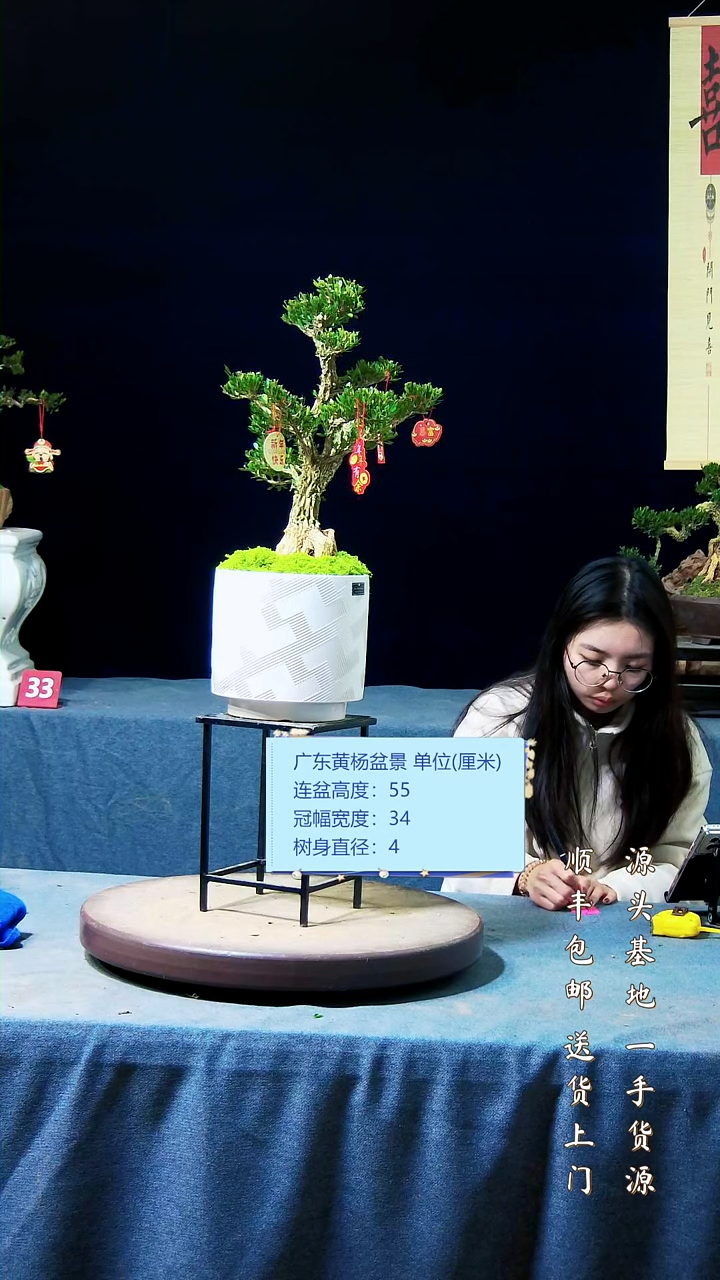 【闪购商品】黄杨盆景黄杨盆景