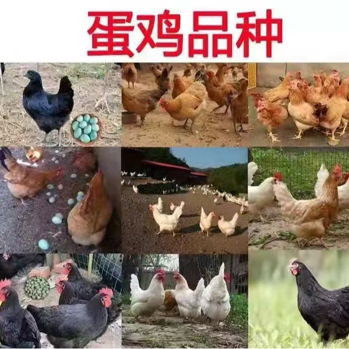 宠物鸡高产蛋顺丰包邮到家（全母下单）