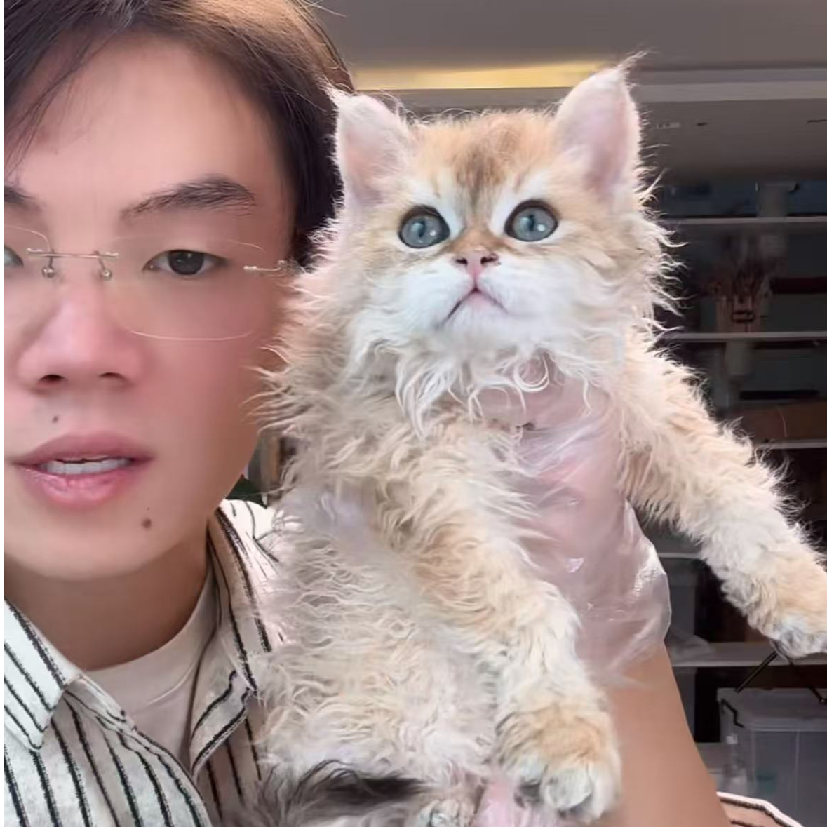 来了姊妹-金赛凯卷毛猫-弟弟-r3