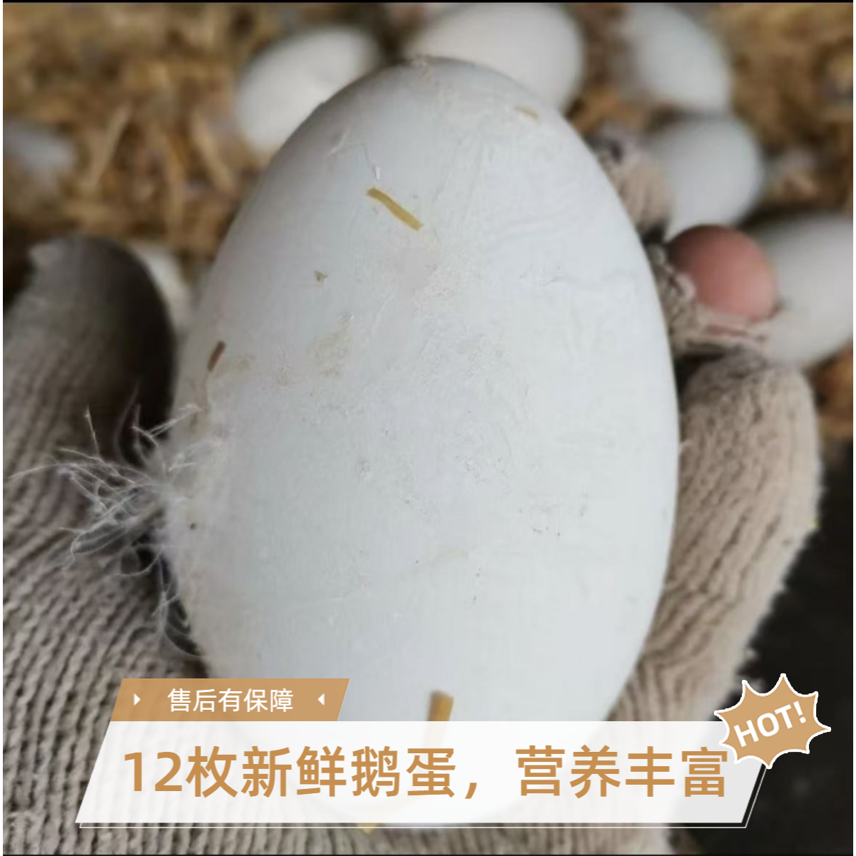 T新鲜鹅蛋拍6枚送6枚农家土鹅蛋坏蛋包赔谷物喂养到手12枚