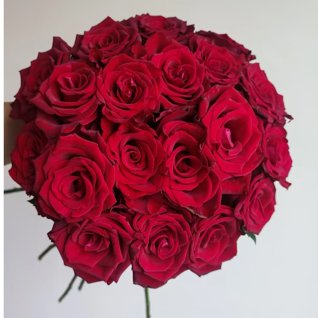 【独鬏鬏优选】A级鲜花 [挚爱] 玫瑰 瓶插装饰鲜活采摘配送