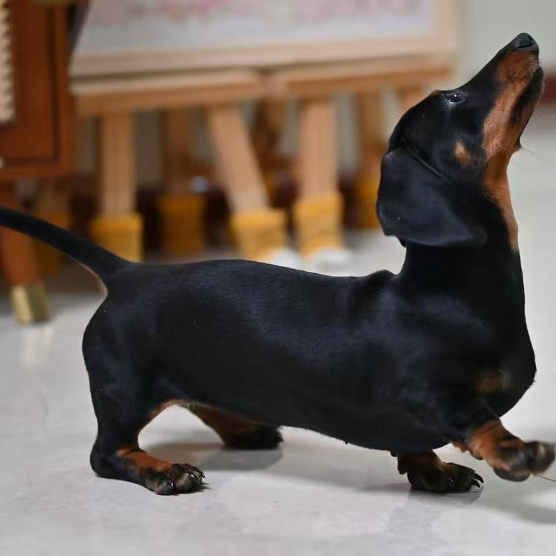 宠小宅家庭陪伴腊肠犬小型犬