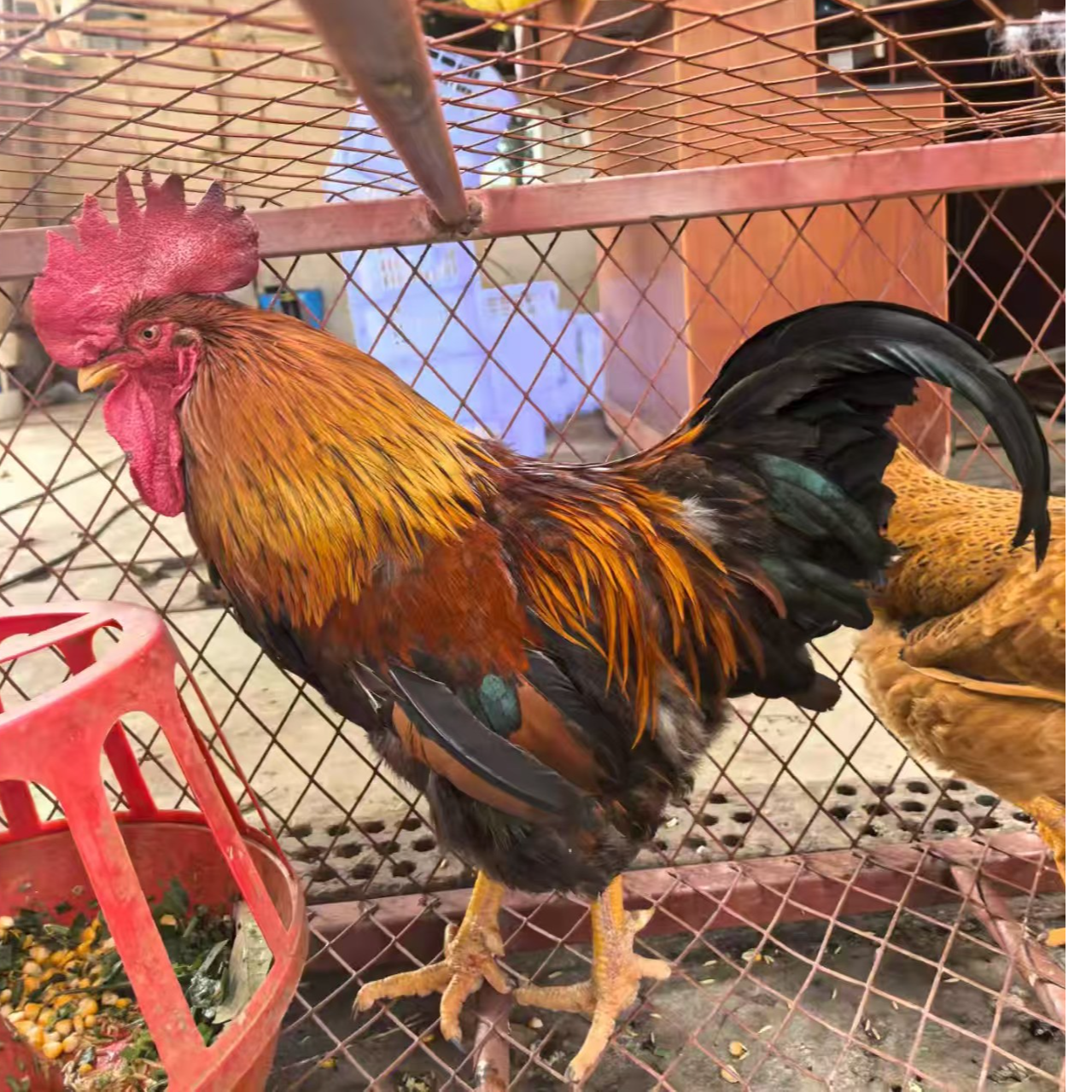 （生鲜、活体、同城配送）林下农家散养土鸡南晓公鸡 一年以上