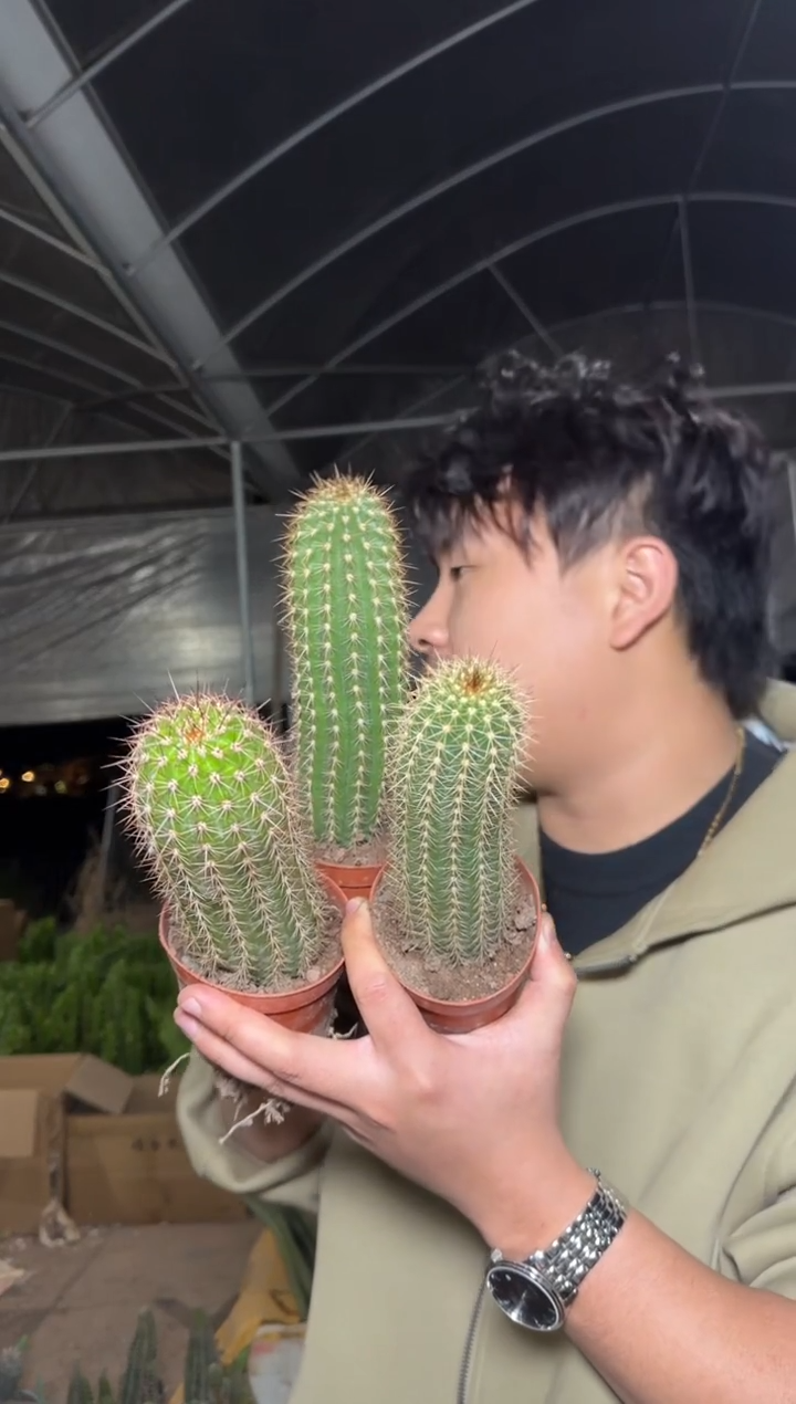 3颗 毛花柱【带根】不指定品种