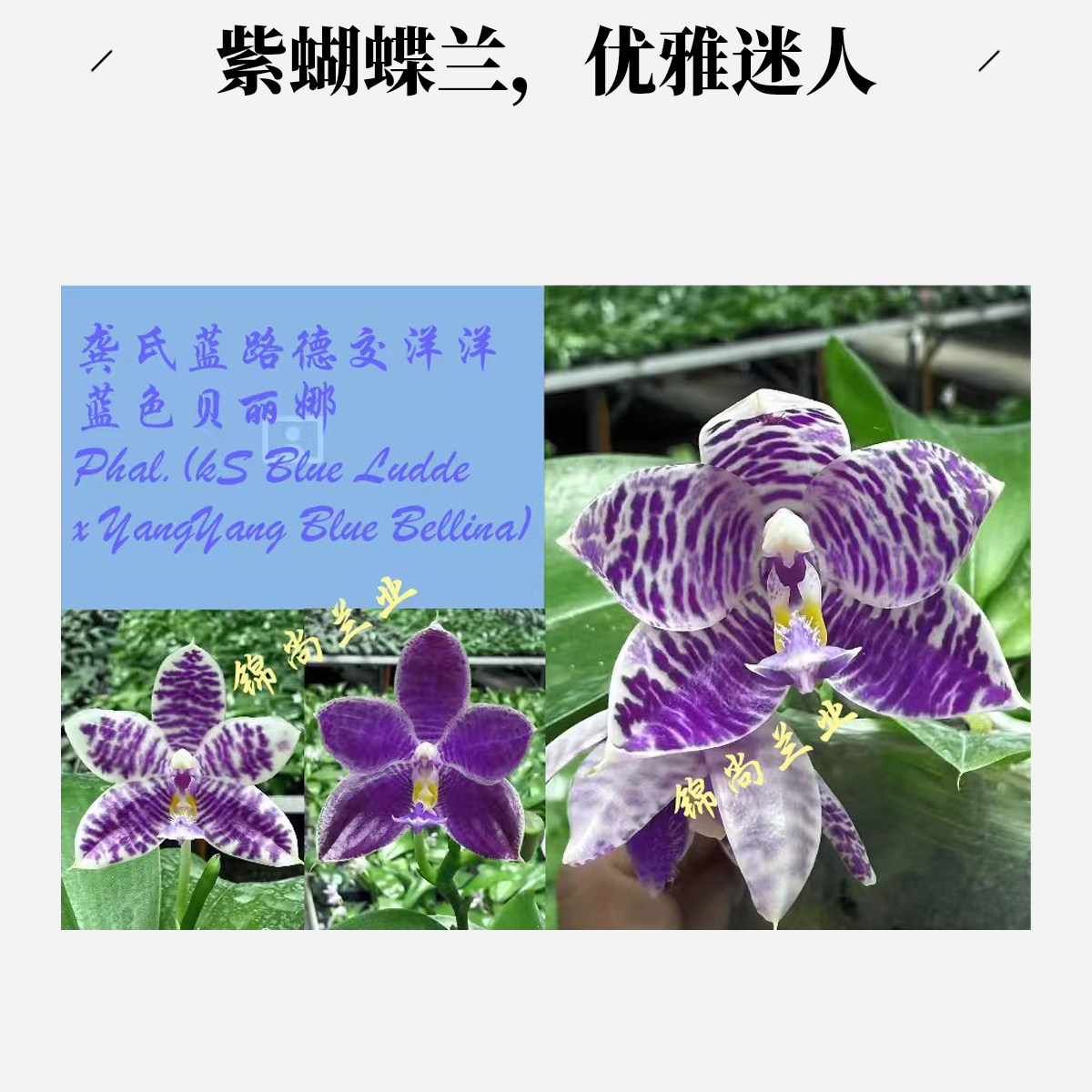 蓝路德交洋洋蓝贝 趣味蝴蝶兰2.5寸 刚升杯【锦尚兰业】